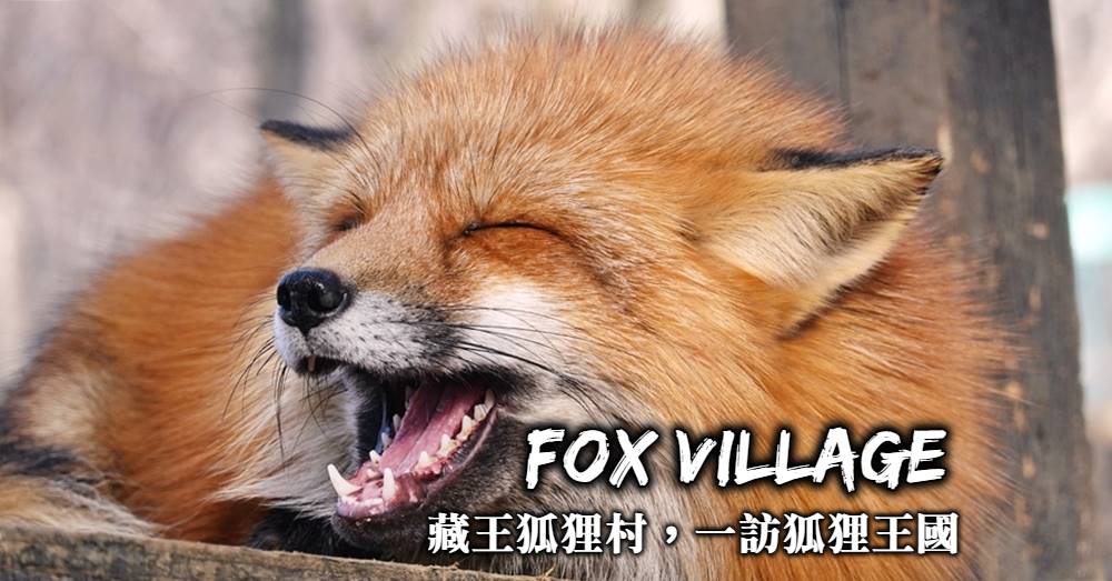 【宮城藏王狐狸村】抱狐狸餵狐狸，百隻狐狸陪伴的療癒狐狸村