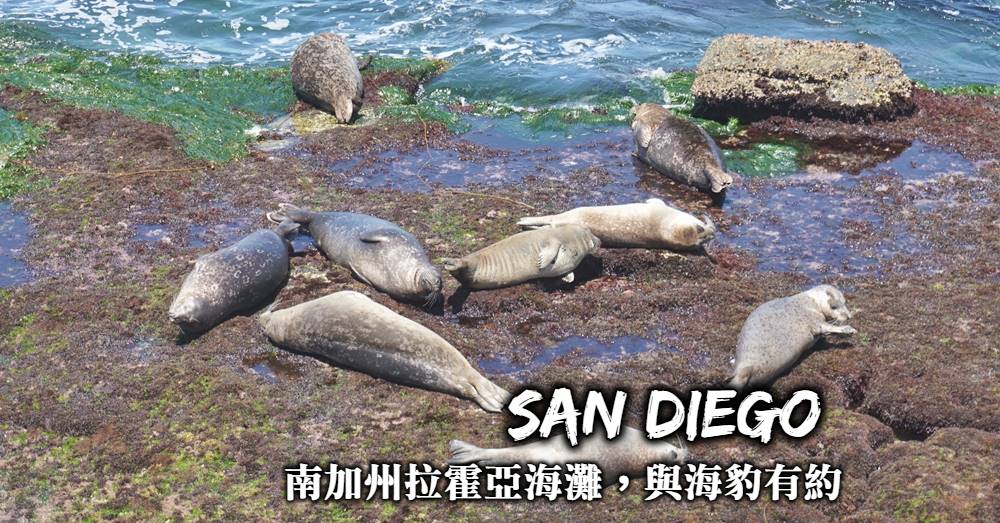 【聖地牙哥】拉霍亞海灘La Jolla cove，成群海豹出沒的浮潛聖地