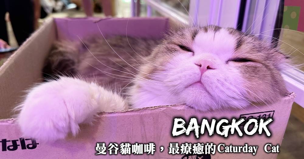 【曼谷貓咖啡】Caturday Cat Cafe：30隻貓咪陪伴的超人氣貓咖啡
