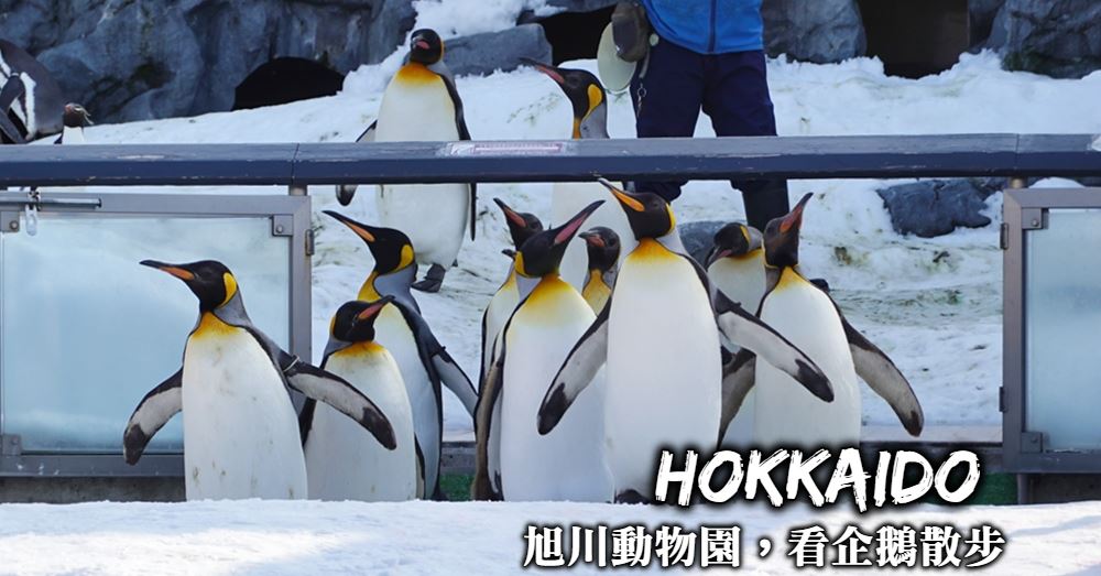 【旭山動物園】企鵝散步時間季節、交通規劃與優惠門票購買方式