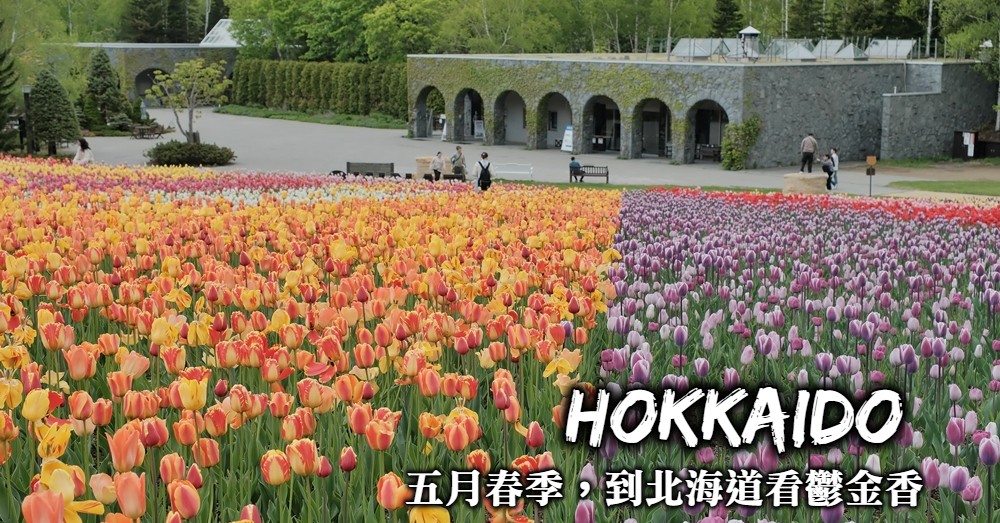 北海道鬱金香